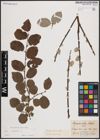 Foto von Salix caprea L.